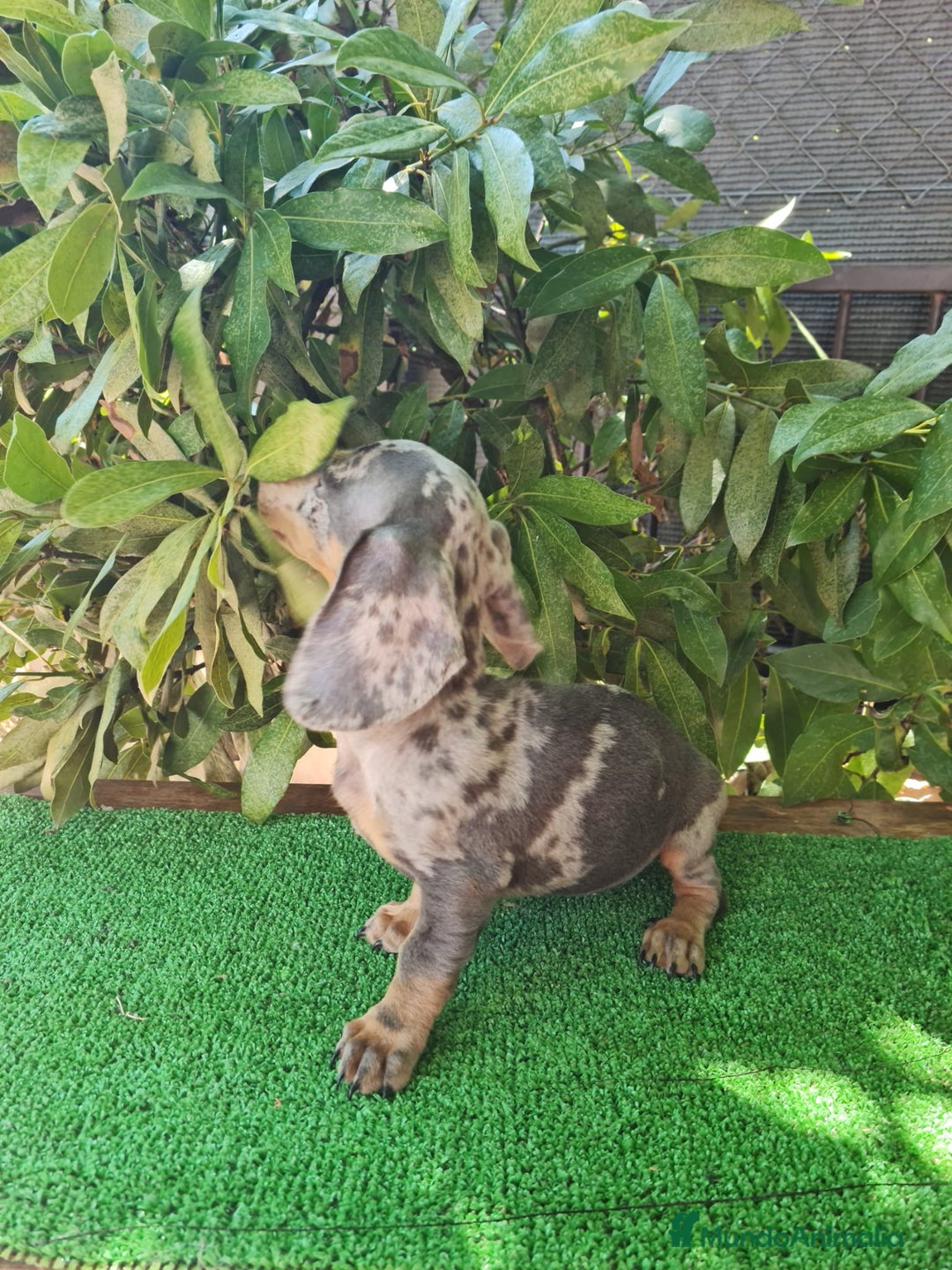 Teckel Miniatura perros en venta: Teckel arlequín mini - Imagen 10