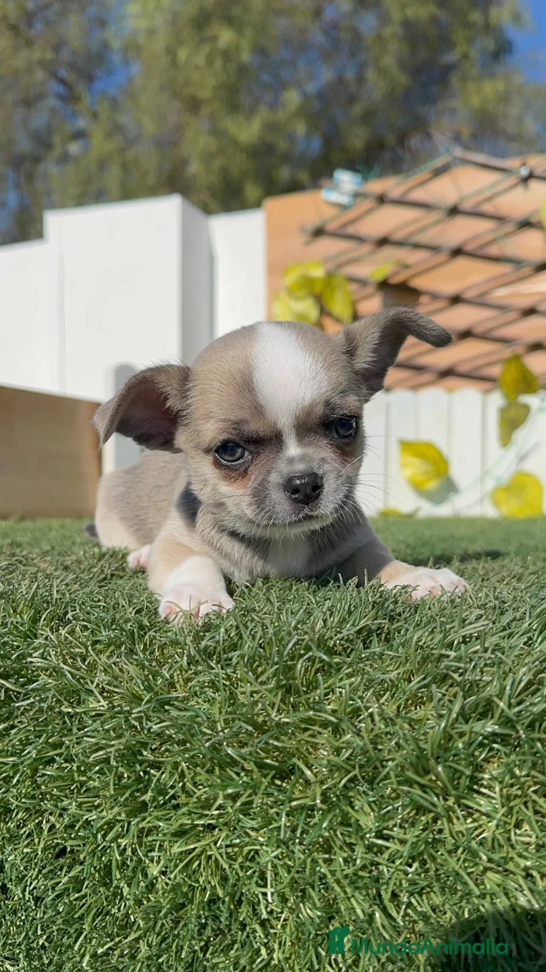 Chihuahua perros en venta: CHIHUAHUA - Anuncio 2