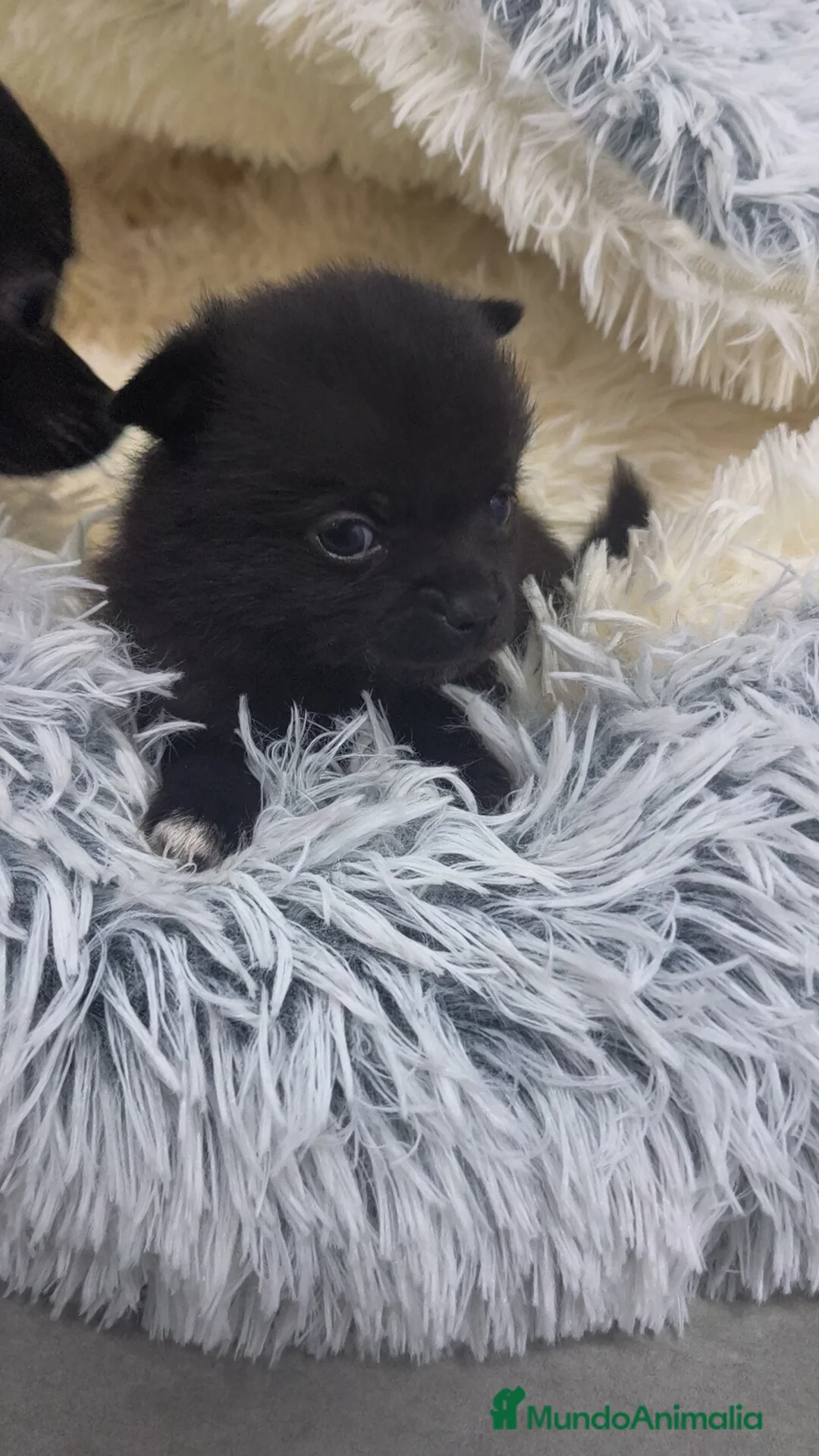 Chihuahua perros en venta: Chihuahua Toy Negro pelo largo  - Anuncio 1