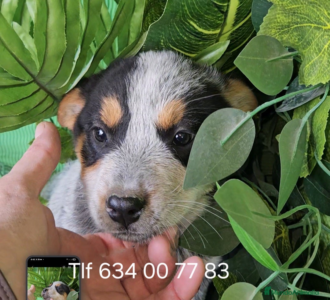 Pastor Australiano perros Excelente camada de boyero australiano  - Anuncio 35