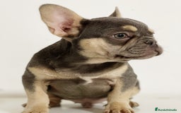 Bulldog Francés perros en venta: BULLDOG FRANCÉS - Imagen 1