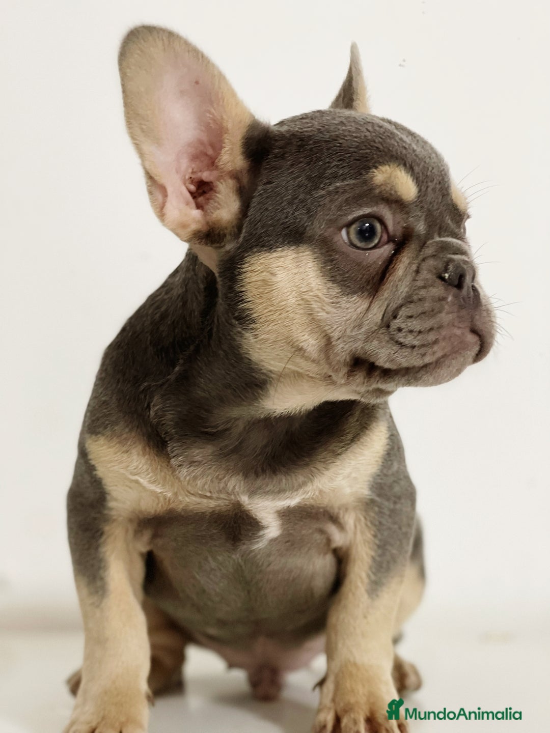 Bulldog Francés perros en venta: BULLDOG FRANCÉS - Imagen 1