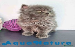 Persa gatos en venta: Persa Macho 9000 - AQUANATURA en Barcelona - Imagen 8