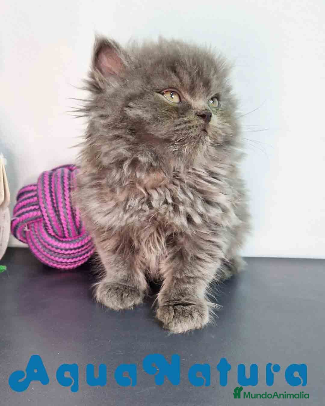 Persa gatos en venta: Persa Macho 9000 - AQUANATURA en Barcelona - Imagen 8