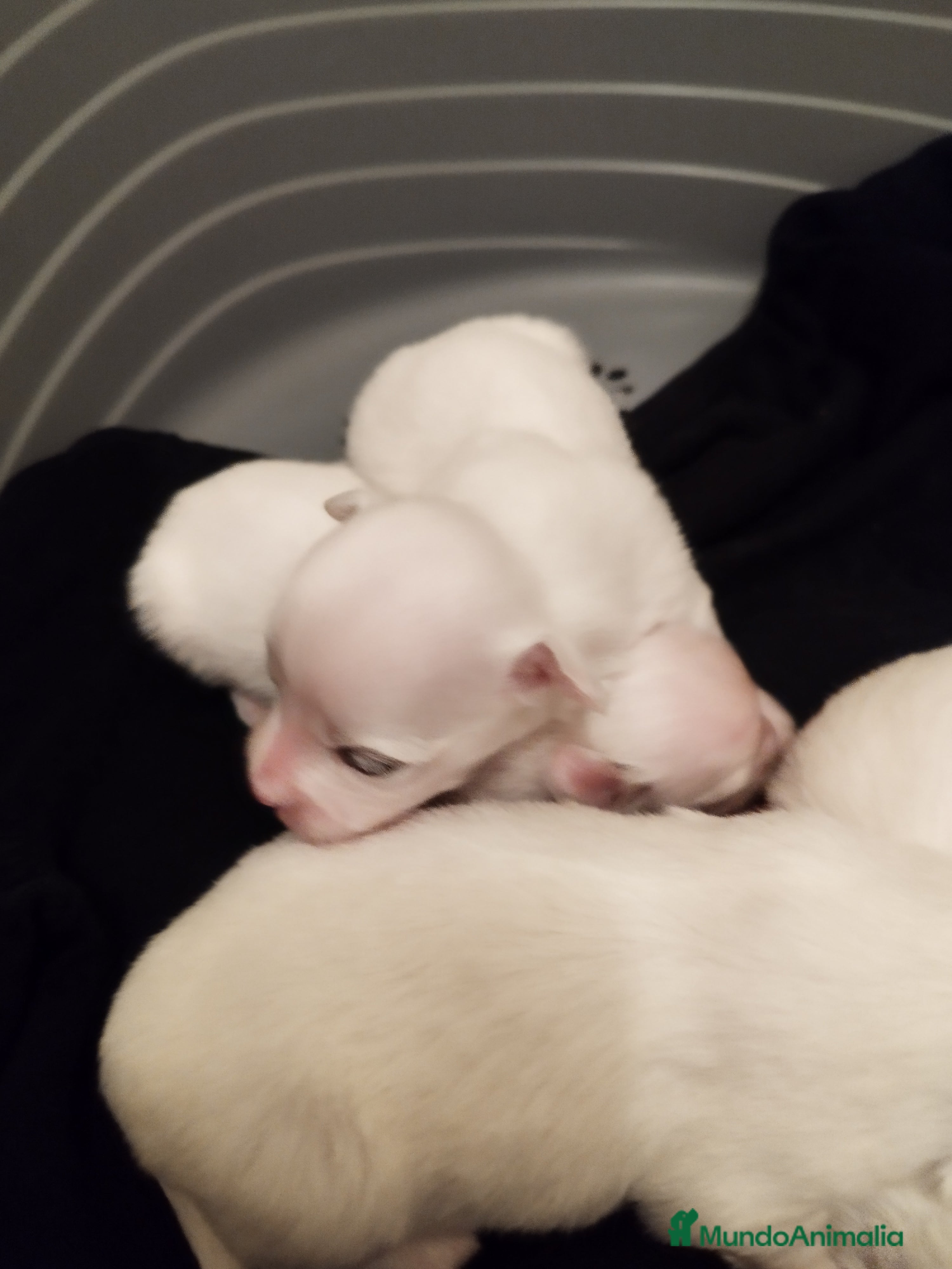 Bichón Maltés perros Cachorritos de bichón maltés  - Anuncio 2