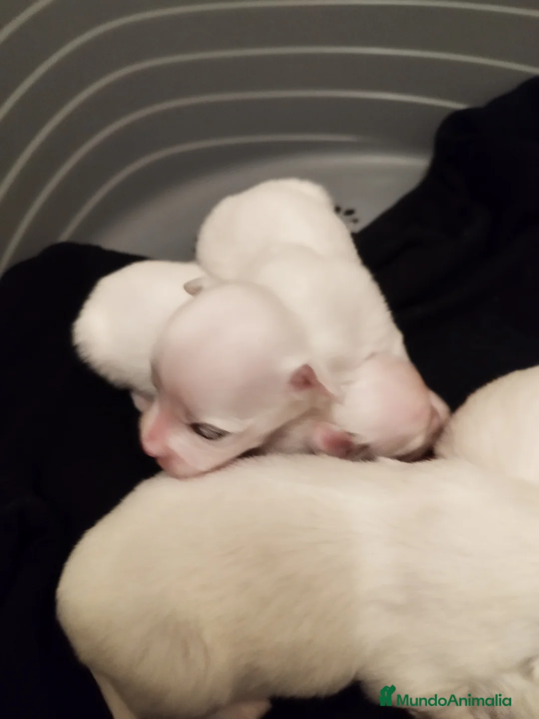 Bichón Maltés perros en venta: Cachorritos de bichón maltés  - Anuncio 3