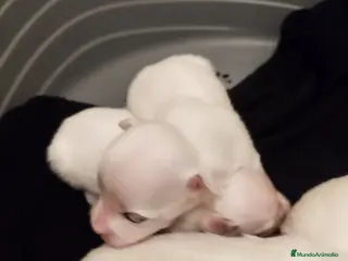 Bichón Maltés perros Cachorritos de bichón maltés - Anuncio 2