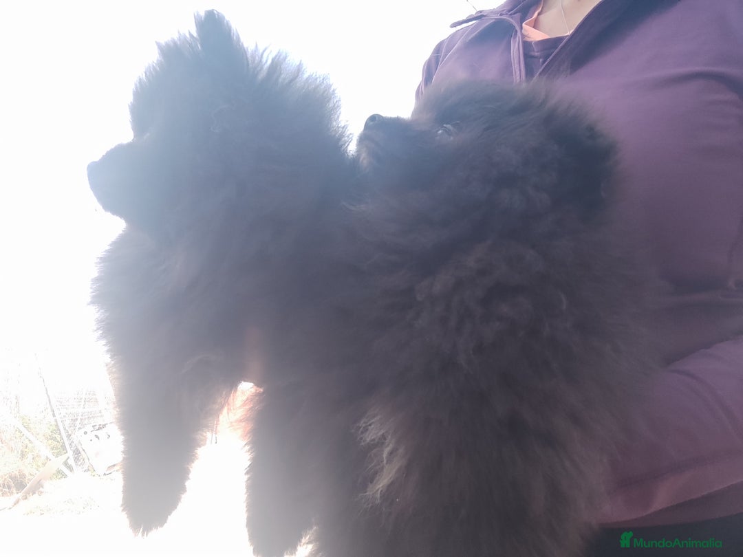 Pomerania perros en venta: Lulú de pomerania precio real. - Anuncio 5