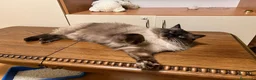 Ragdoll gatos en venta: Gato Ragdoll Seal Colourpoint - Anuncio 7