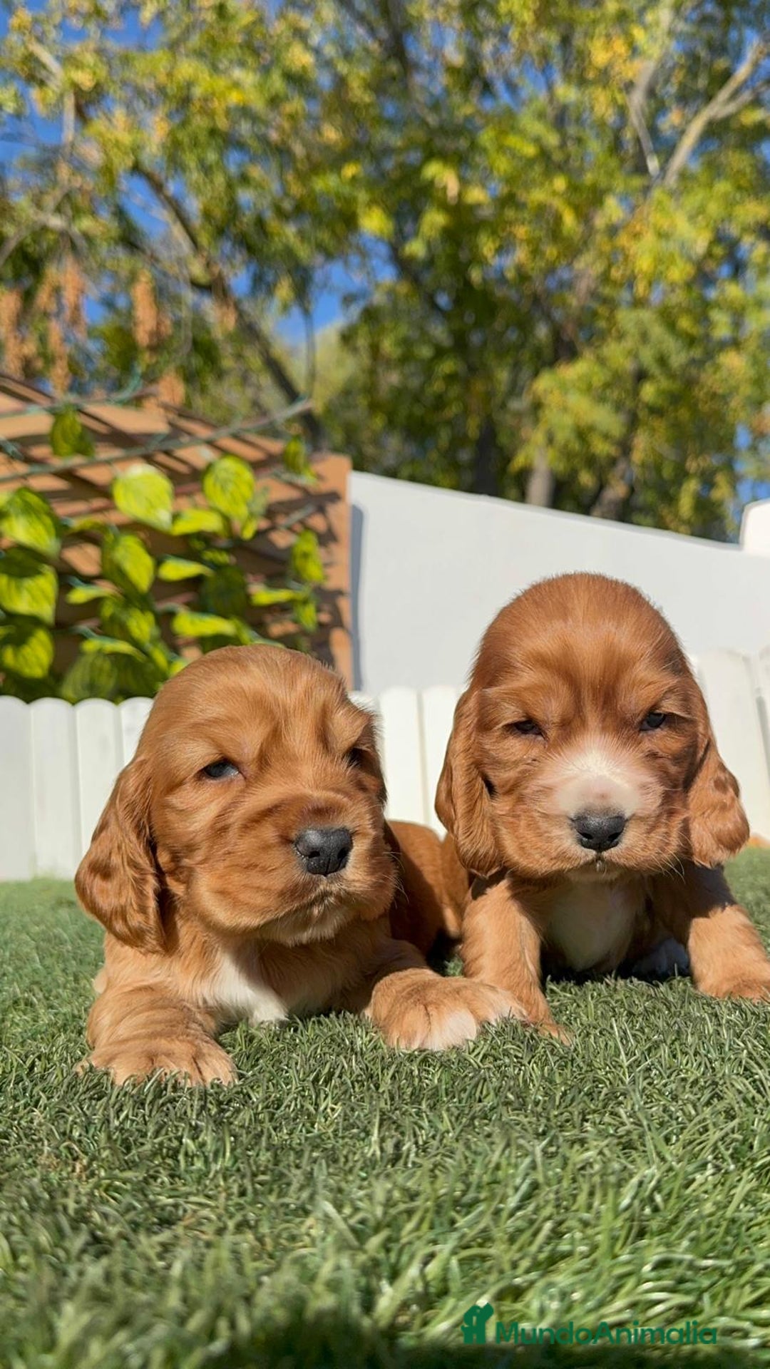 Cocker Spaniel Inglés perros en venta: COCKER SPANIEL INGLES - Anuncio 11
