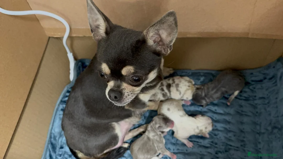 Chihuahua perros en venta: CHIHUAHUA-COLORES EXOTICOS - Anuncio 1
