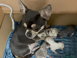 Chihuahua perros CHIHUAHUA-COLORES EXOTICOS - Anuncio 1