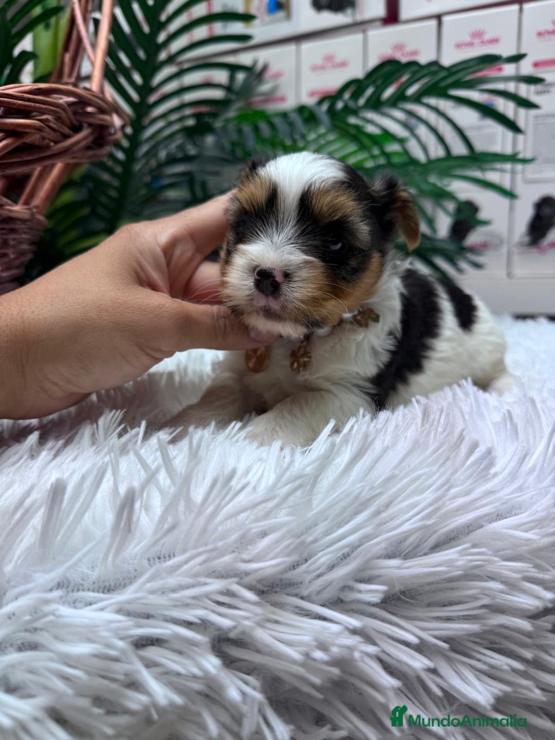 Yorkshire Terrier perros en venta: YORKSHIRE BIEWER HEMBRA - Anuncio 1