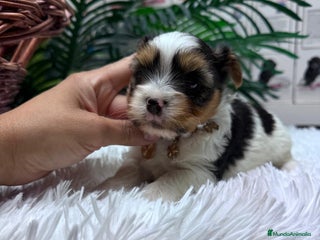 Yorkshire Terrier perros YORKSHIRE BIEWER HEMBRA - Anuncio 1