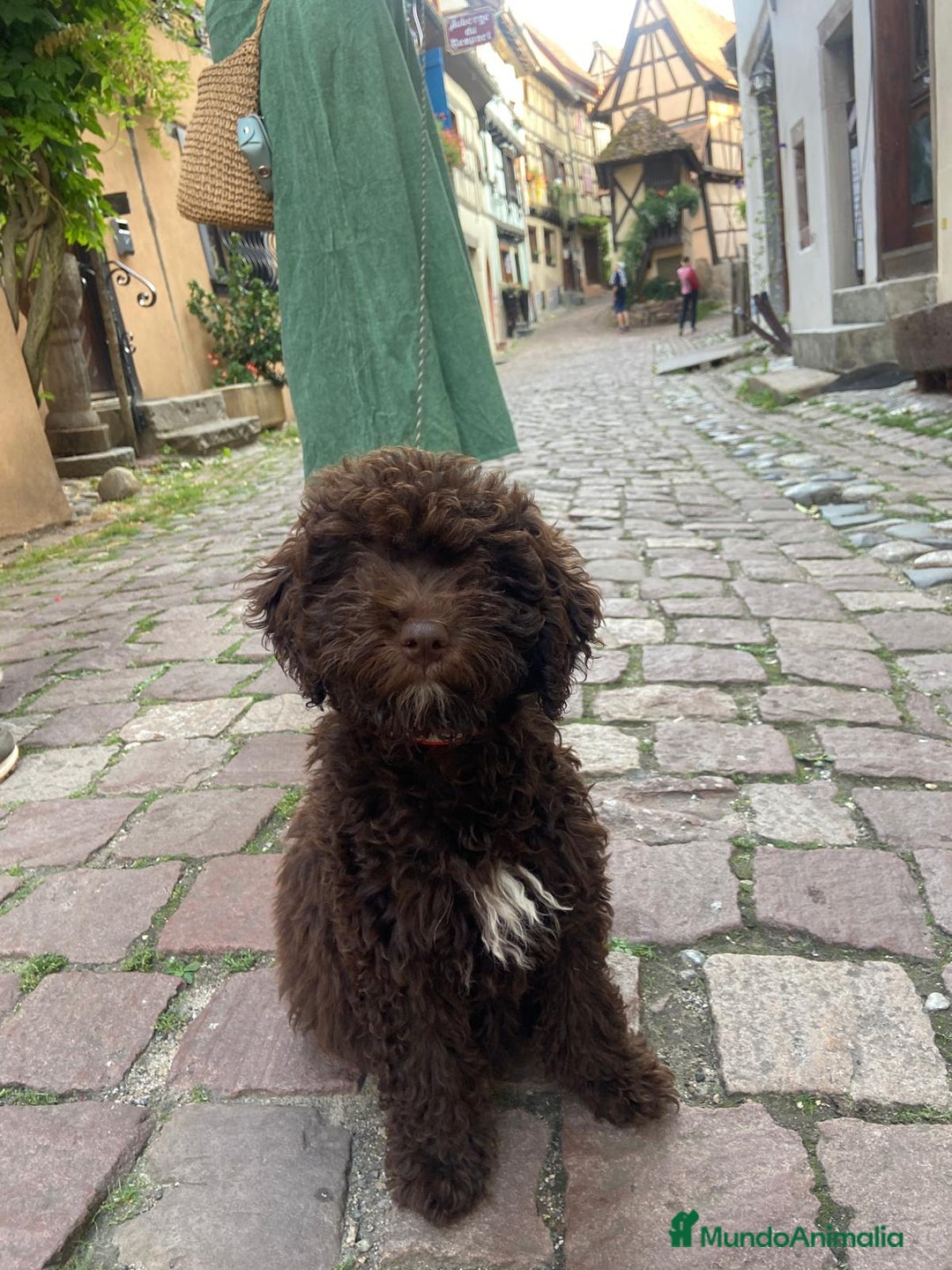 Perro de Agua Español perros en venta: Cachorros perros de agua - Imagen 3
