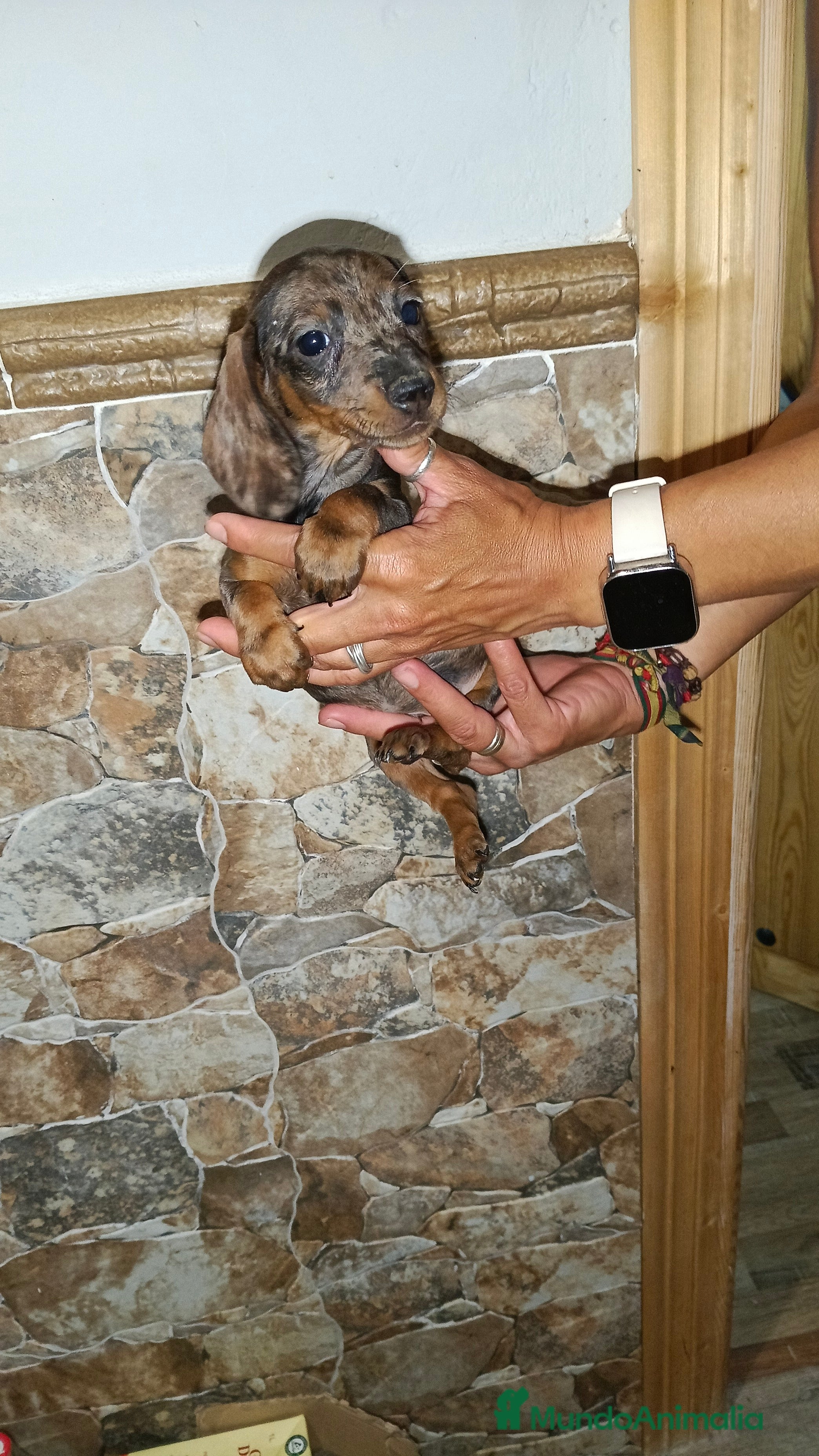 Teckel perros Teckel macho - Anuncio 9