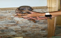 Teckel perros en venta: Teckel macho - Imagen 1