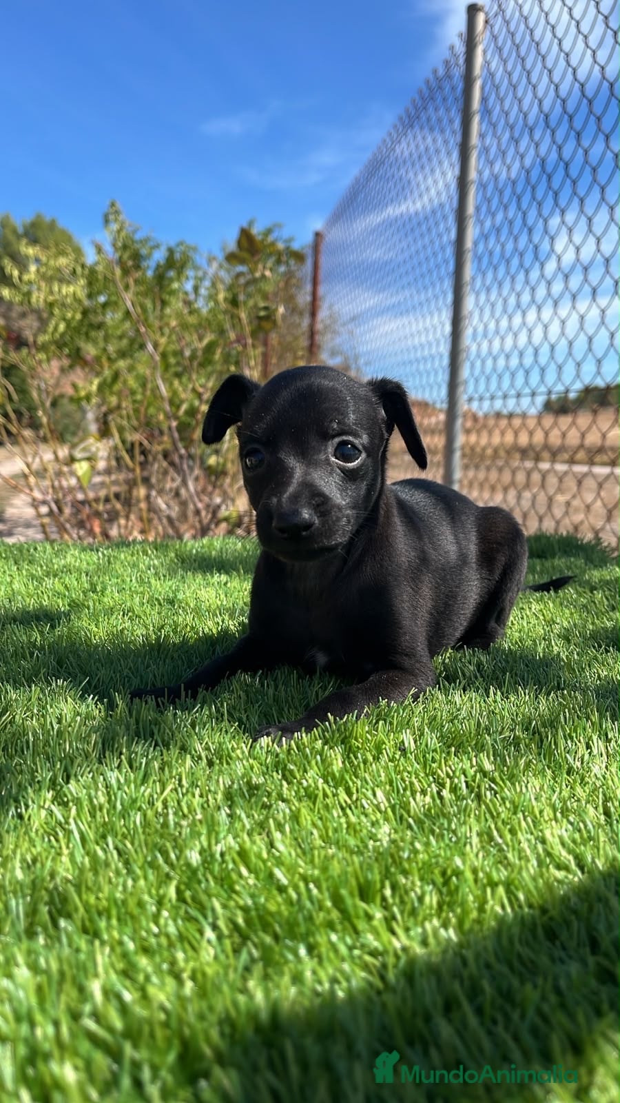 Pequeño Lebrel Italiano perros Piccolo hembra🩷🐾 - Anuncio 2