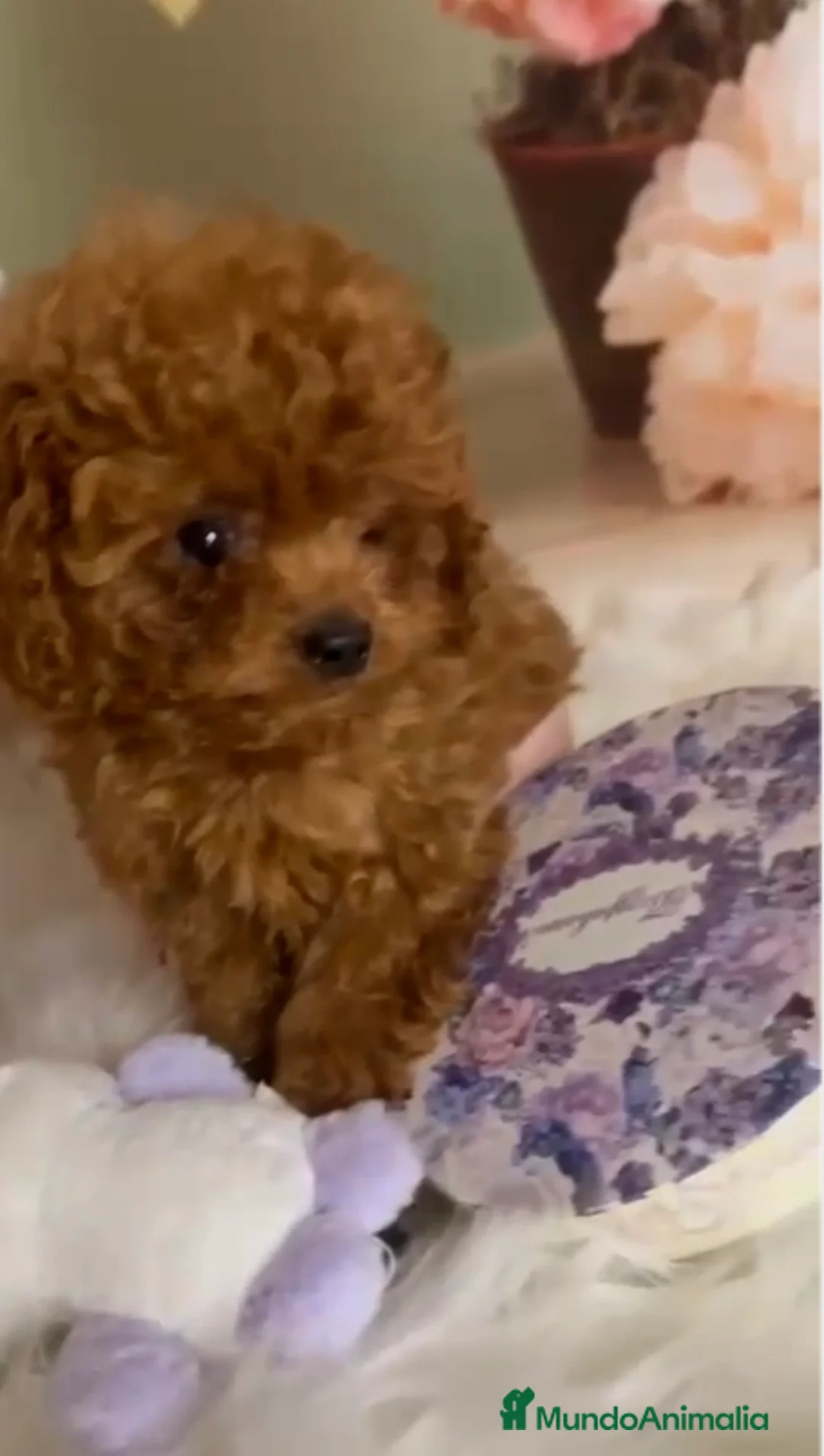 Caniche Toy perros en venta: Caniche asiática tasita de te  - Anuncio 4