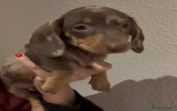 Teckel Miniatura perros en venta: Increíbles Teckel miniatura y Kaninchen .601144783 - Imagen 3