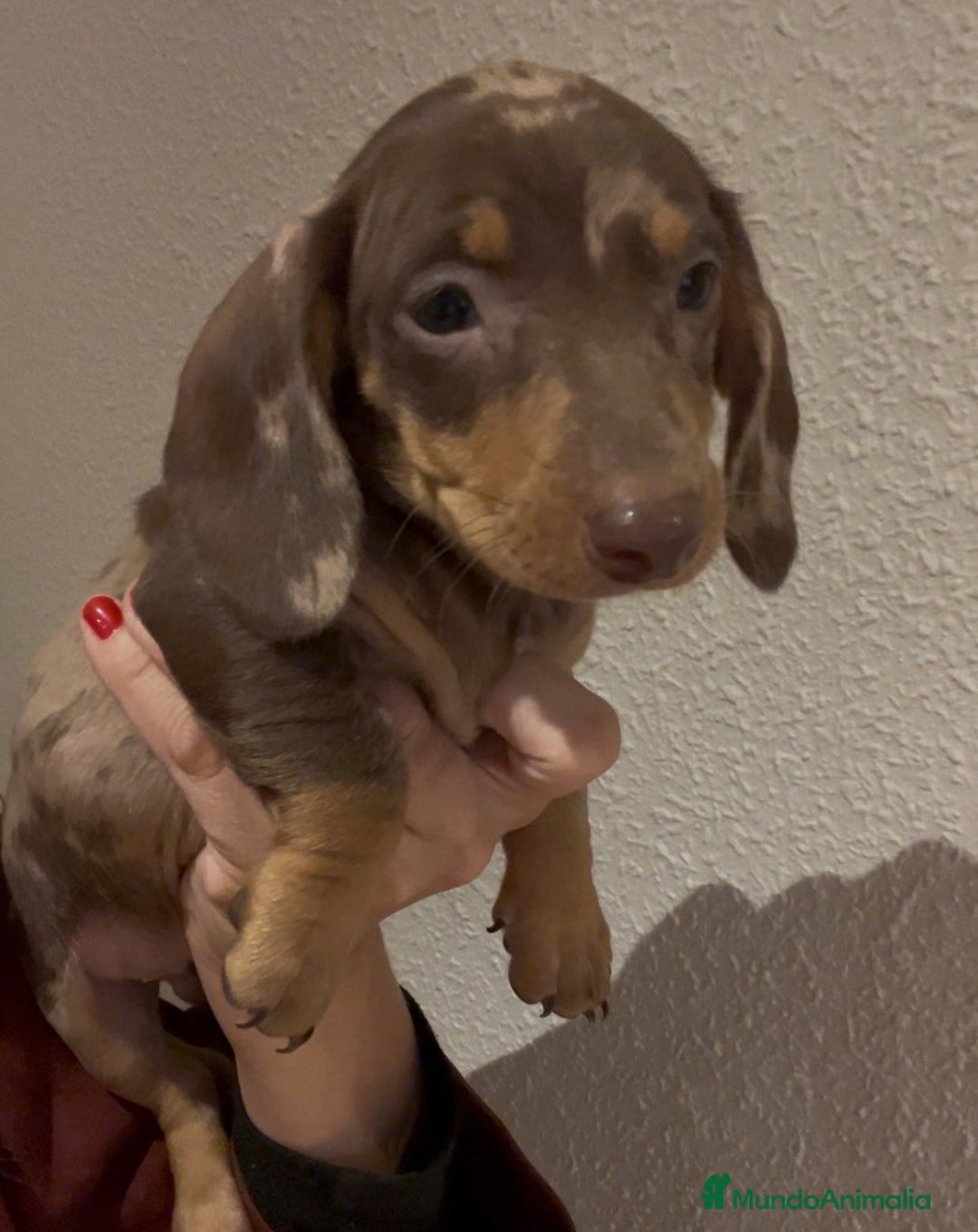 Teckel Miniatura perros en venta: Increíbles Teckel miniatura y Kaninchen .601144783 - Imagen 3