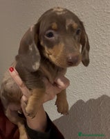 Teckel Miniatura perros - Anuncio 3