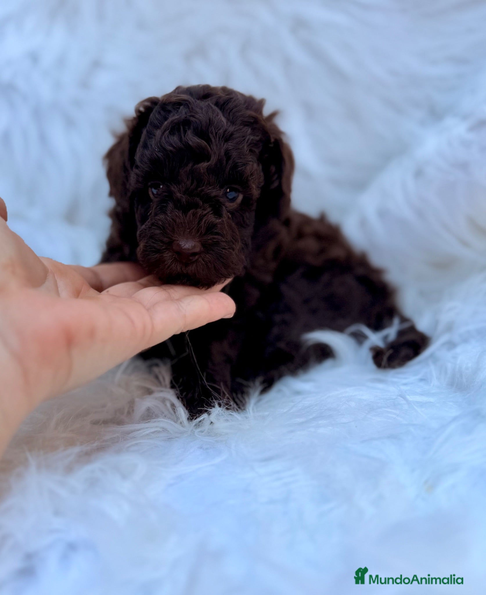Caniche Toy perros CAMADA CANICJE TOY CHOCOLATE HEMBRAS - Anuncio 2