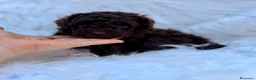 Caniche Toy perros en venta: CAMADA CANICJE TOY CHOCOLATE HEMBRAS - Anuncio 1