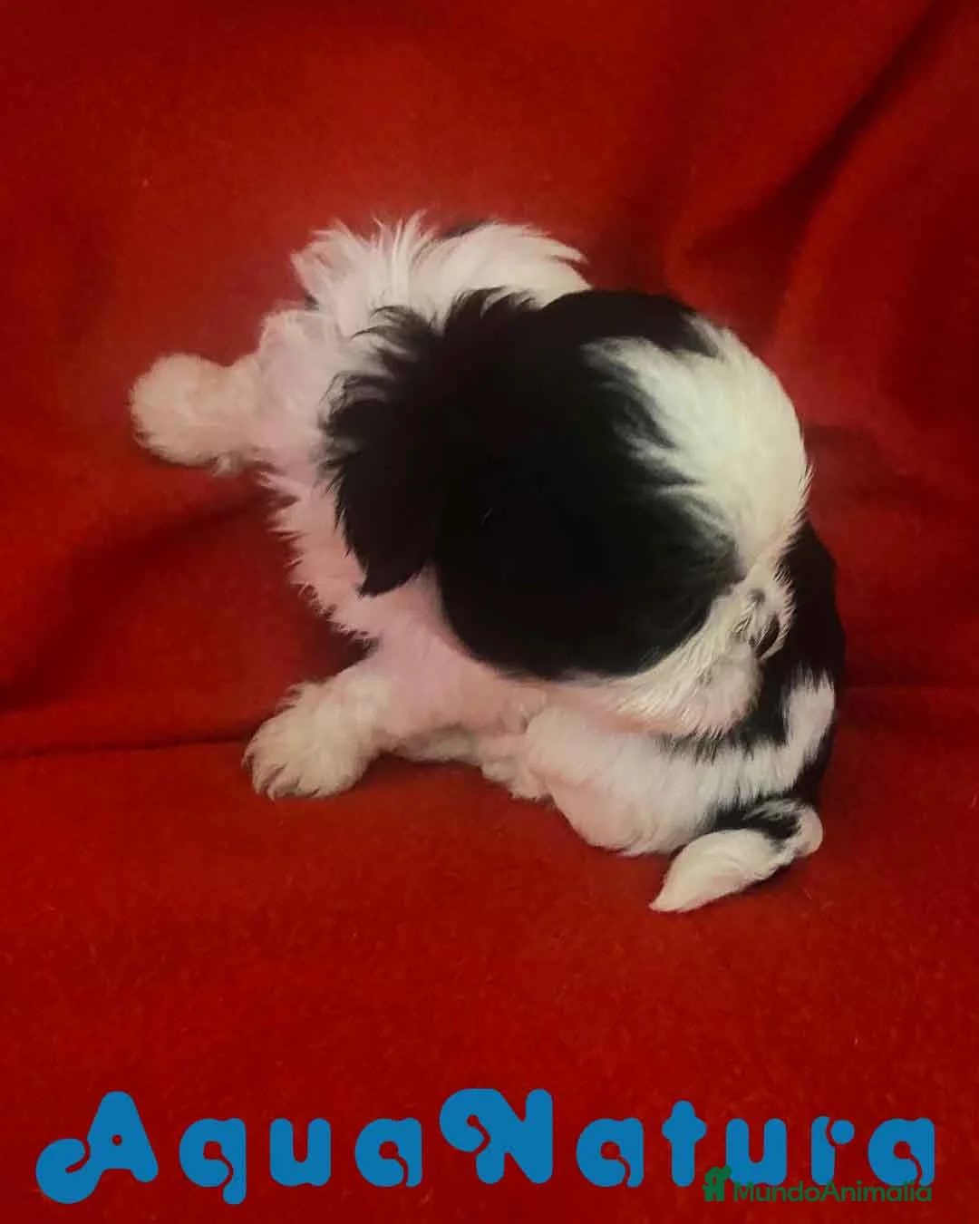 Shih Tzu perros en venta:  Shih Tzu Macho 1 de Ada y Newman AQUANATURA - Anuncio 7