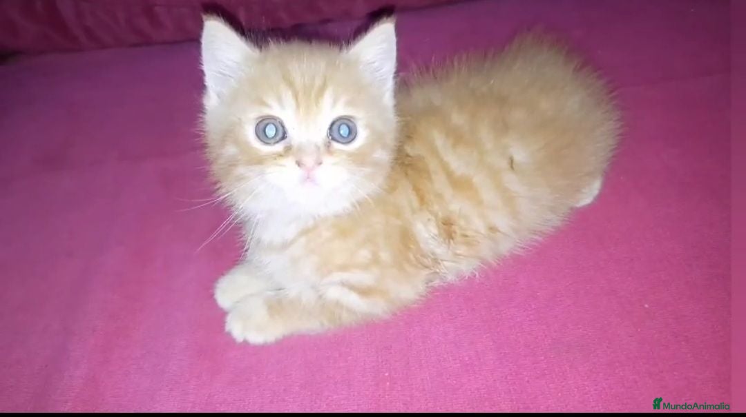 Británico de Pelo Corto gatos OFERTA FIN DE SEMANA. Último british  - Anuncio 1