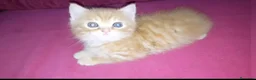 Británico de Pelo Corto gatos en venta: OFERTA FIN DE SEMANA. Último british  - Anuncio 1