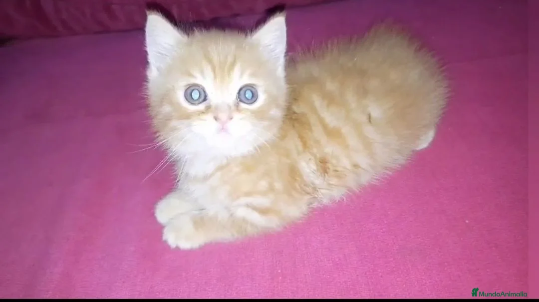 Británico de Pelo Corto gatos en venta: OFERTA FIN DE SEMANA. Último british  - Anuncio 1