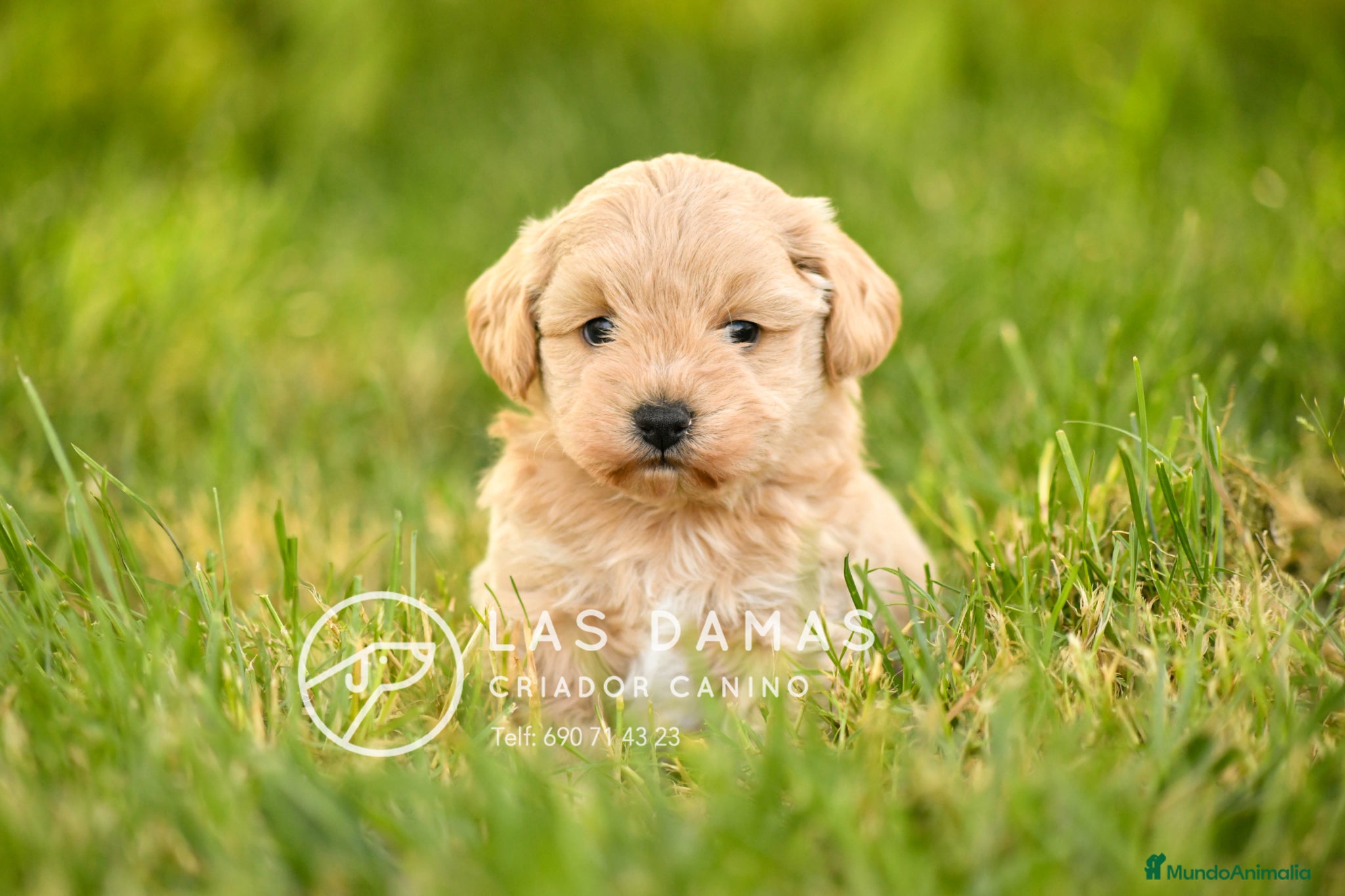 Maltipoo perros en venta: MALTIPOO PRÓXIMA CAMADA - Anuncio 4