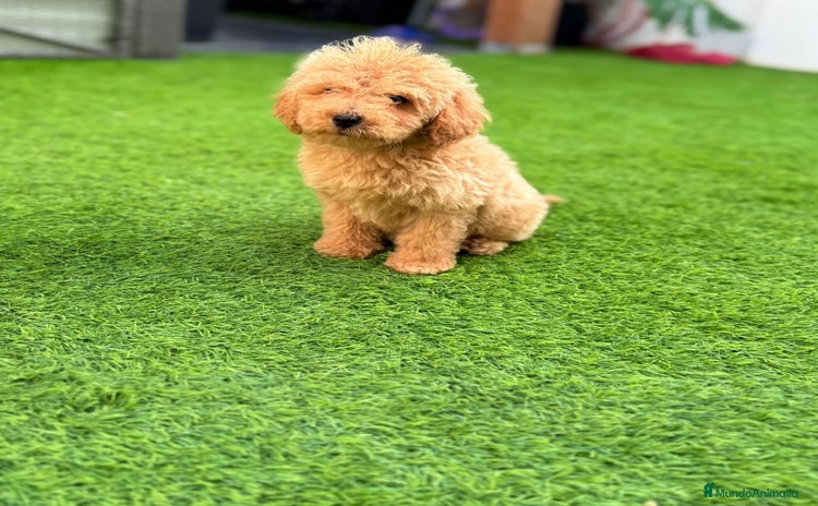Caniche Toy perros - Anuncio 3