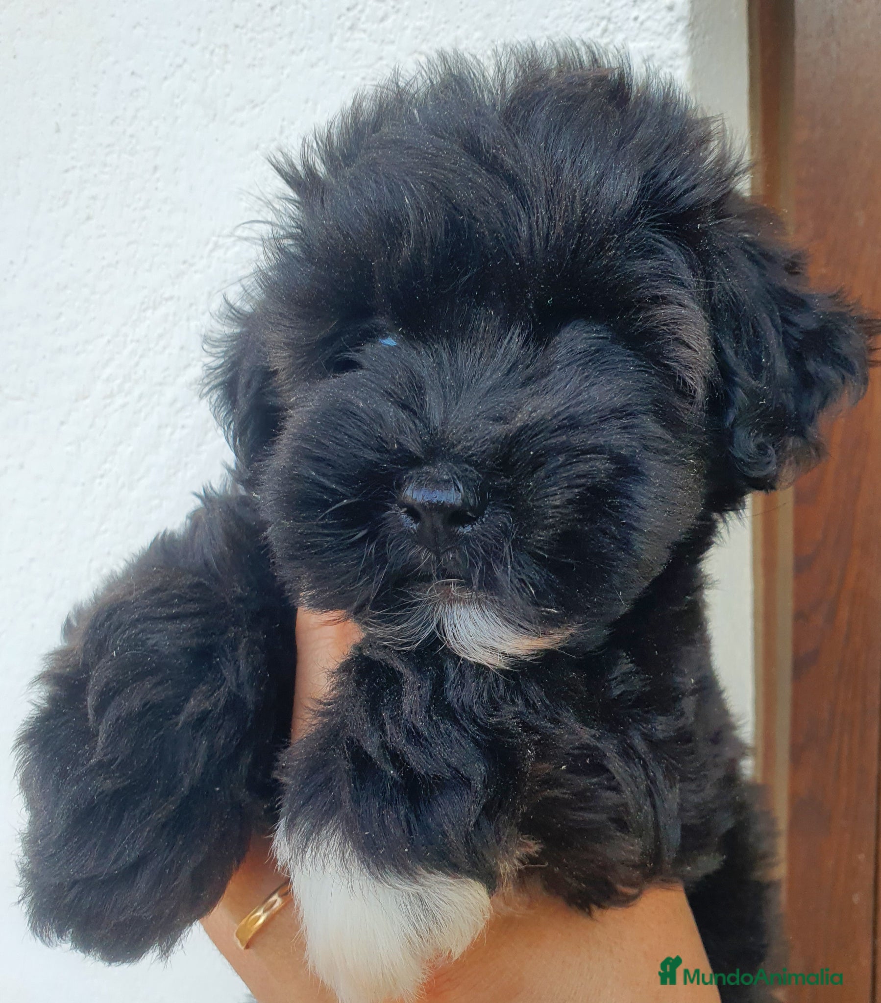 Raza Mixta perros Maltipoo hembra - Anuncio 1