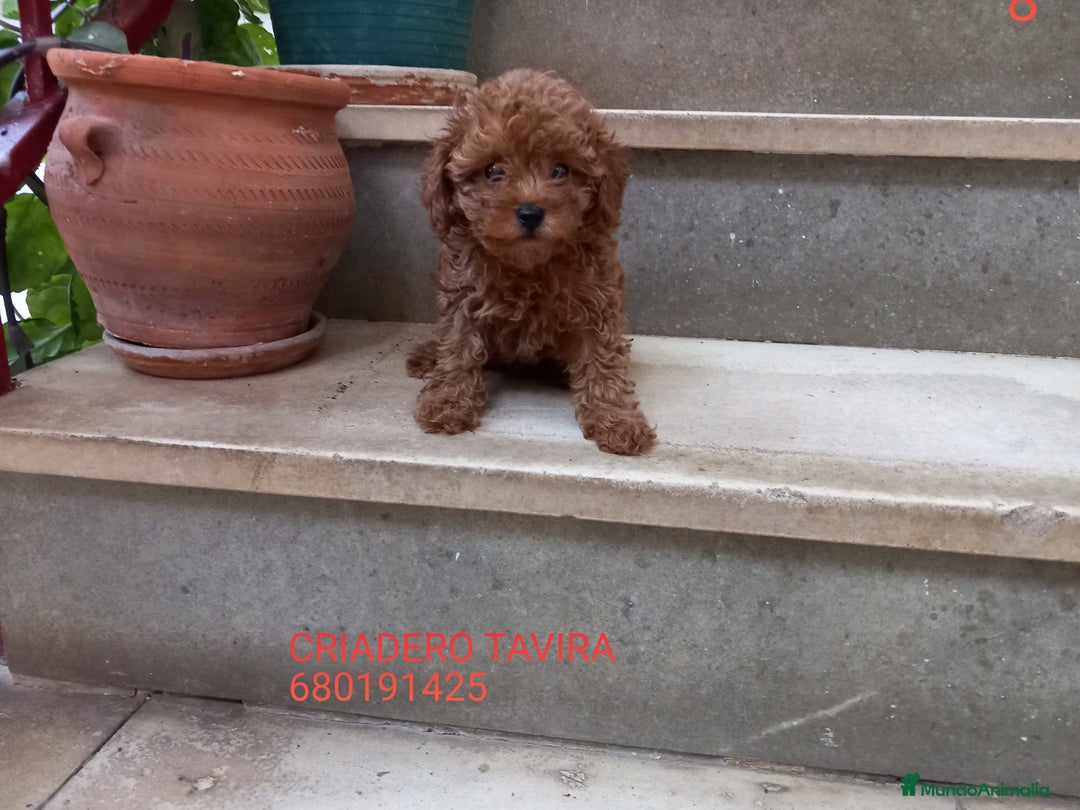 Caniche Toy perros en venta: Caniche Mini Toy Rojo cachorro hembra. - Anuncio 3