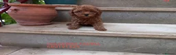 Caniche Toy perros en venta: Caniche Toy Rojo cachorro  - Anuncio 3