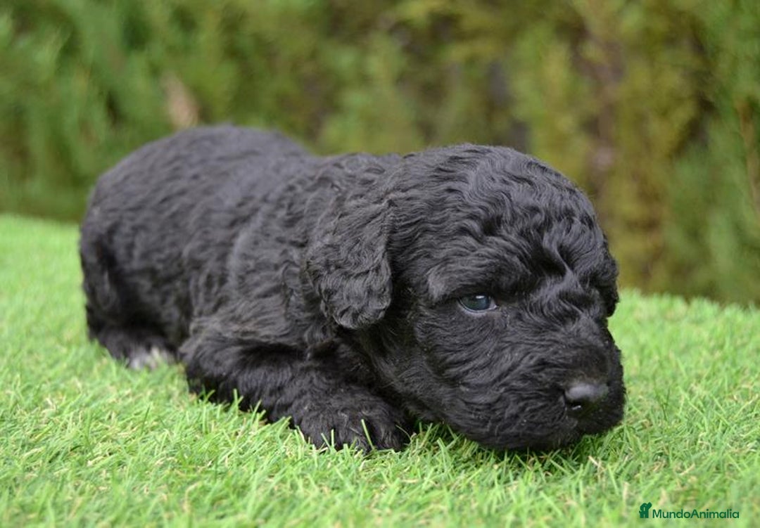 Perro de Agua Español perros en venta: Cachorros de perro de agua  - Anuncio 6