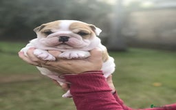 Bulldog Inglés perros en venta: REDONDITOS BEBÉS DE BULLDOG INGLÉS  - Anuncio 2