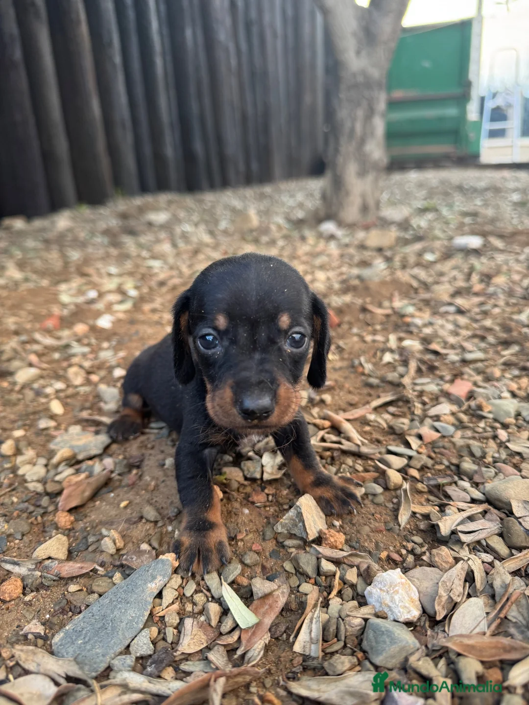 Teckel Miniatura perros en venta: Hembra Teckel  - Anuncio 2
