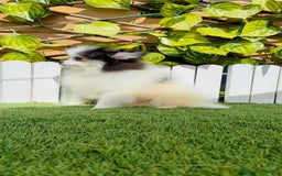 Pomerania perros en venta: POMERANIA HEMBRA ENVIOS A TODA ESPAÑA - Imagen 28