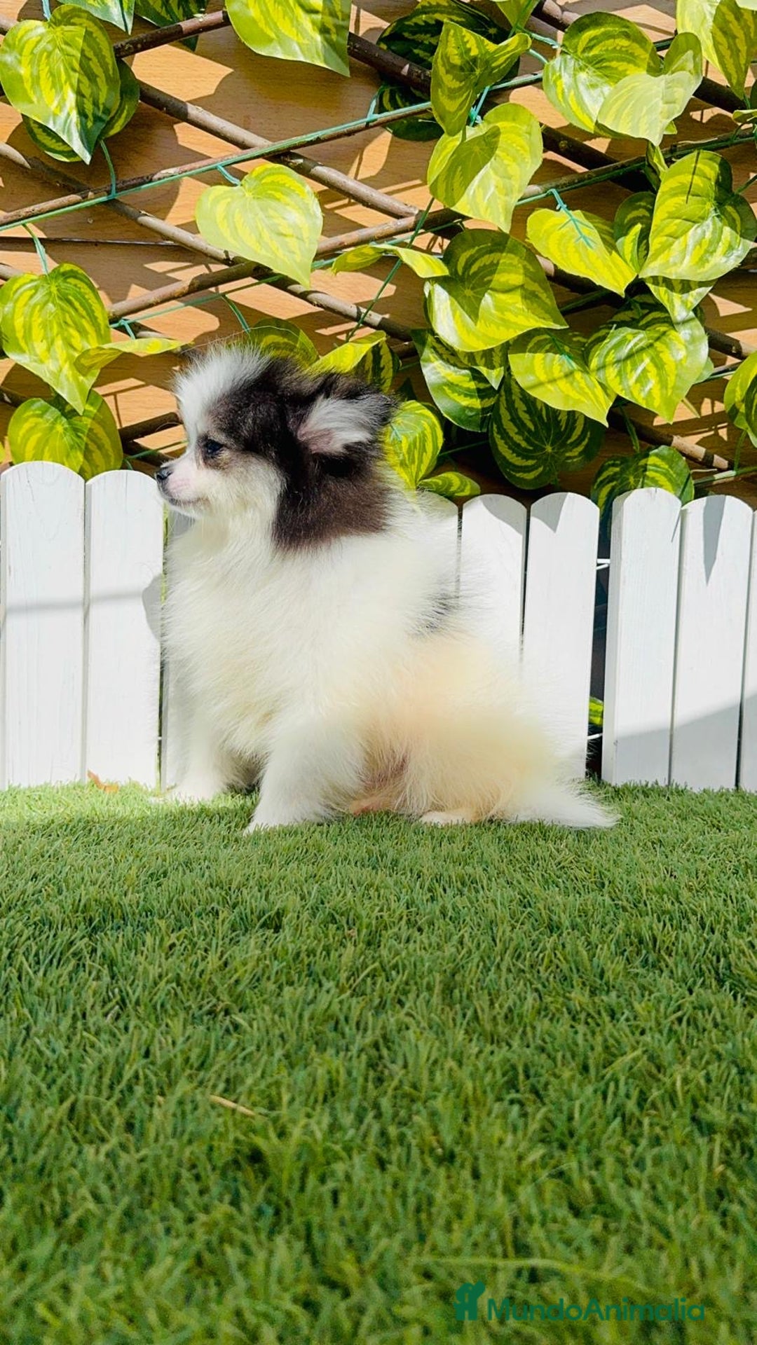 Pomerania perros en venta: POMERANIA HEMBRA ENVIOS A TODA ESPAÑA - Imagen 28