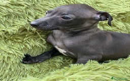 Pequeño Lebrel Italiano perros en venta: Piccolo  gris humo  - Imagen 4