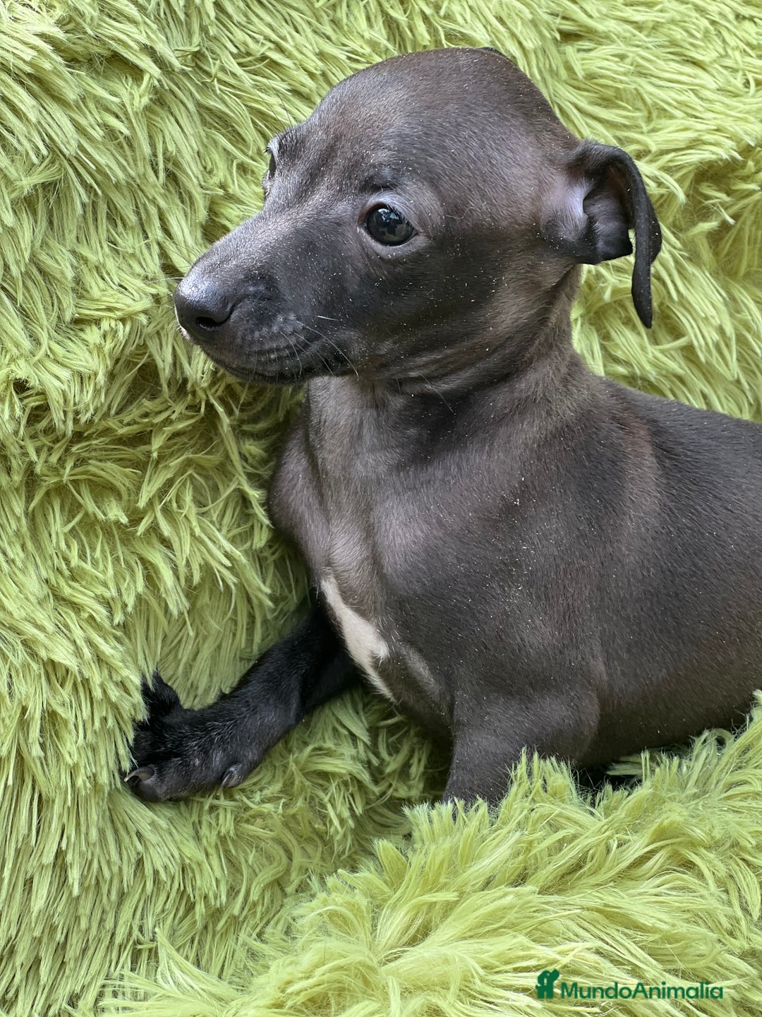 Pequeño Lebrel Italiano perros en venta: Piccolo  gris humo  - Imagen 4