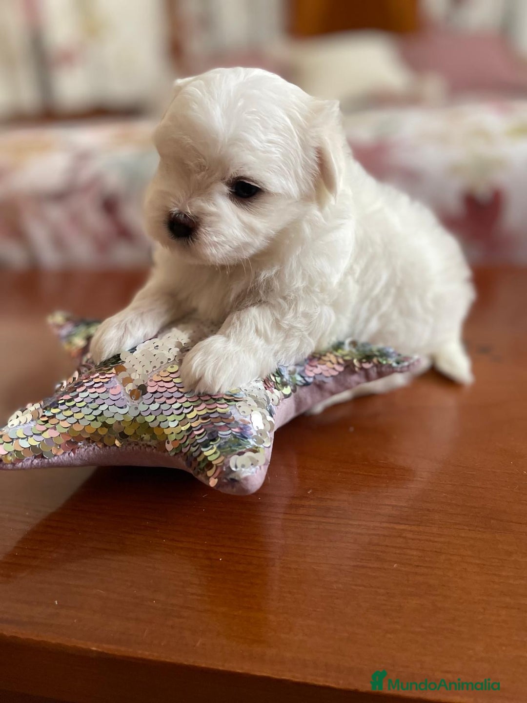 Bichón Maltés perros en venta: Bichon Maltés hembra y macho  - Imagen 4