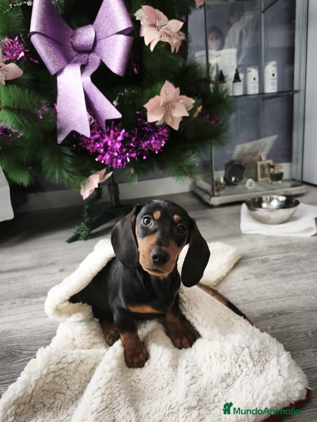 Teckel perros en venta: Cachorros de teckel miniatura  - Anuncio 2