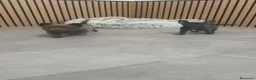 Chihuahua perros en venta: Chihuahua Toy ♂️ blue pelo corto - Anuncio 17
