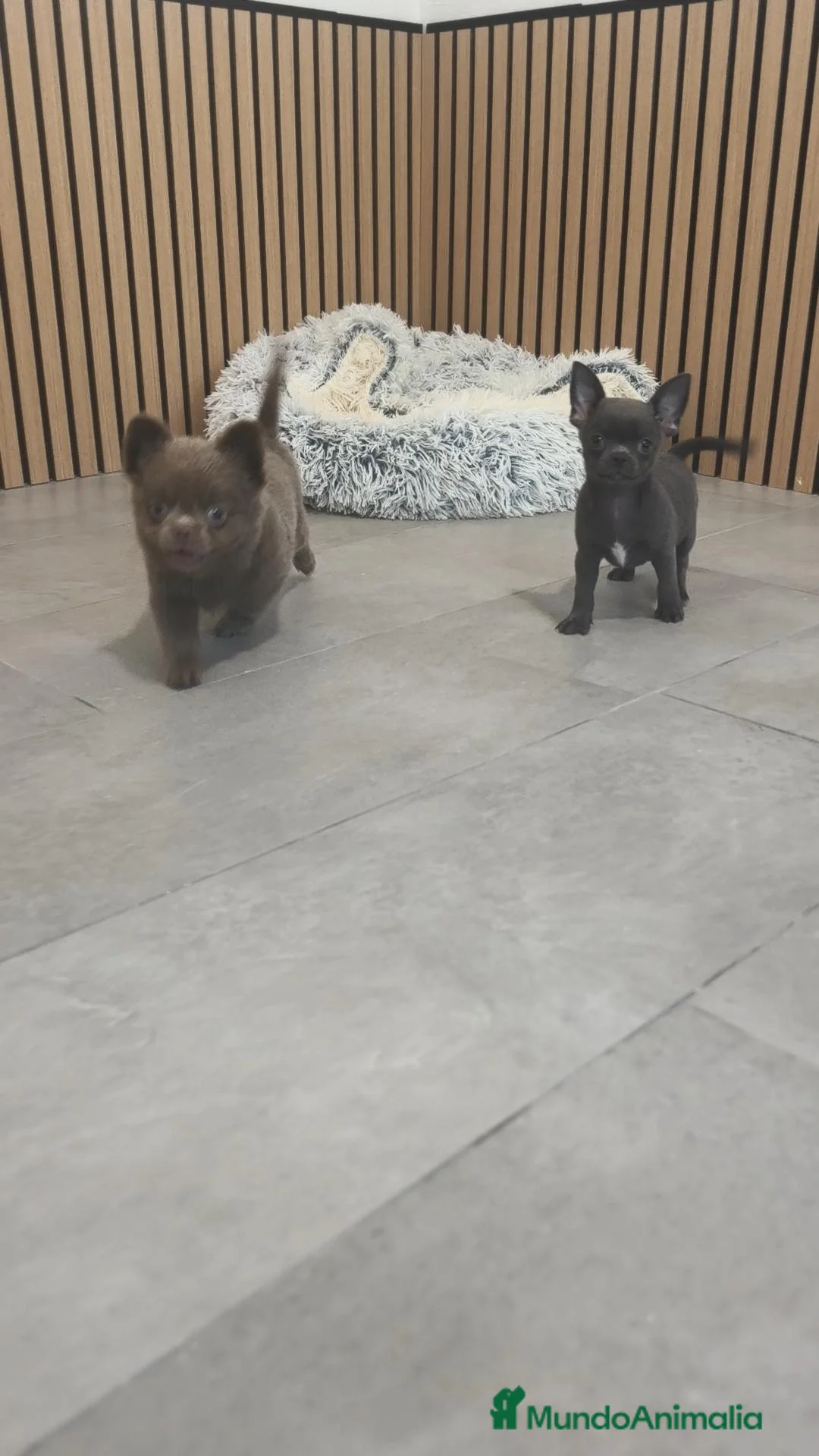 Chihuahua perros en venta: Chihuahua Toy ♂️ blue pelo corto - Anuncio 17