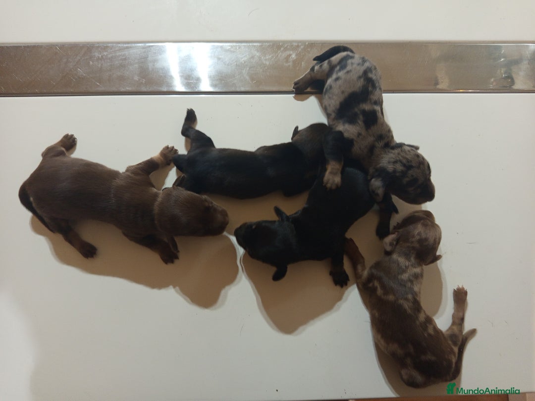 Teckel Miniatura perros en venta: Preciosos cachorros teckel miniatura y kaninchen  - Imagen 2