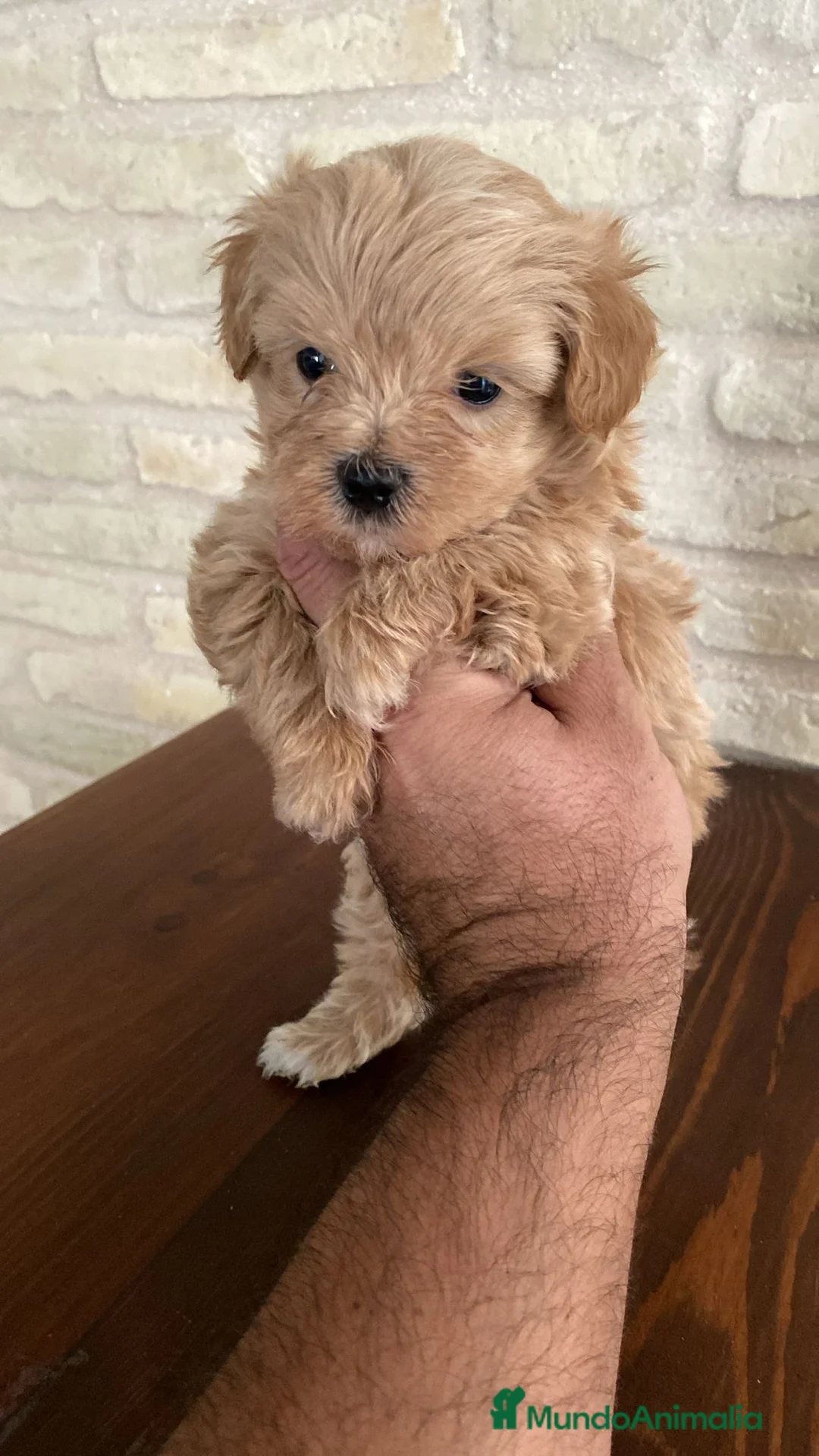 Maltipoo perros en venta: Cachorros de maltipo - Anuncio 2